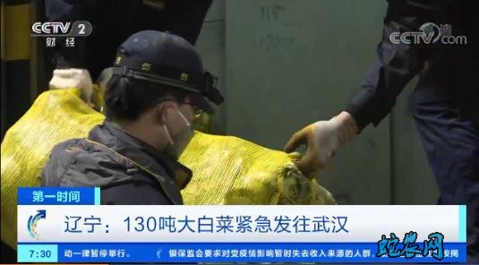 辽宁:130吨大白菜紧急发往武汉