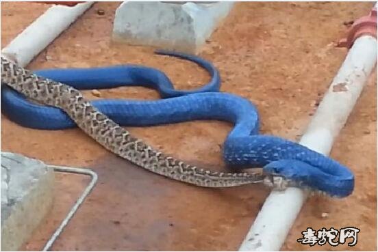 蓝化森王蛇介绍、蓝色森王蛇什么样子的？
