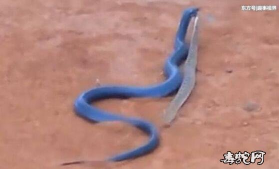 蓝化森王蛇介绍、蓝色森王蛇什么样子的？