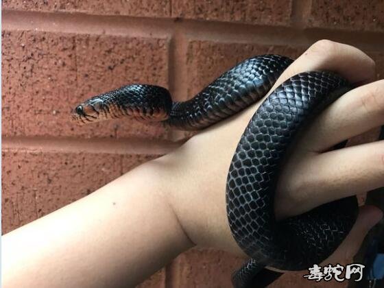 蓝化森王蛇介绍、蓝色森王蛇什么样子的?