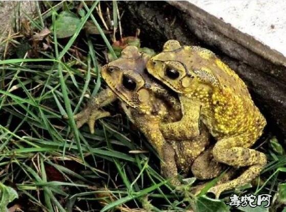 癞蛤蟆图片各种癞蛤蟆图片大全欣赏