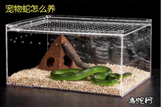 宠物蛇怎么养?饲养宠物蛇的方法分享!