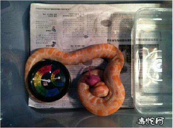 宠物蛇怎么养?饲养宠物蛇的方法分享!
