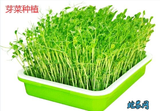 芽菜种植方法、怎么在家里种植芽菜?