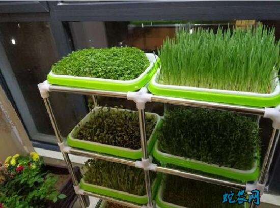 芽菜种植方法、怎么在家里种植芽菜?