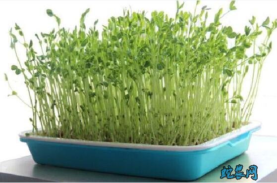 芽菜种植方法、怎么在家里种植芽菜?