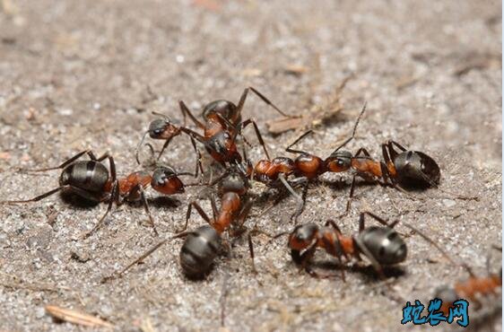 各种蚂蚁图片大全