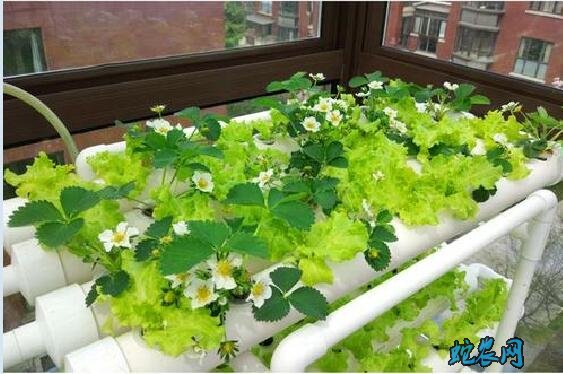 无土蔬菜、家庭室内无土种植蔬菜技术