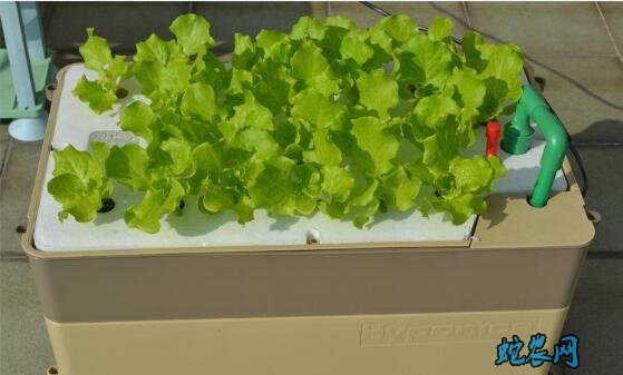 无土蔬菜、家庭室内无土种植蔬菜技术