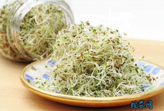芽苗菜无土种植