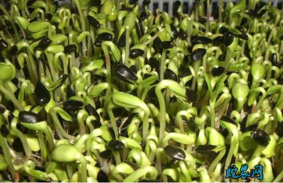 芽苗菜无土种植