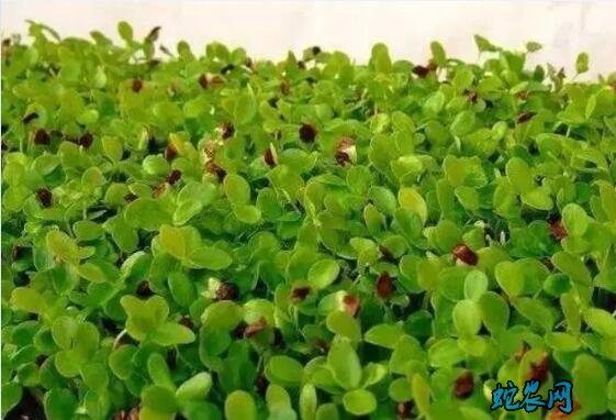 芽苗菜无土种植
