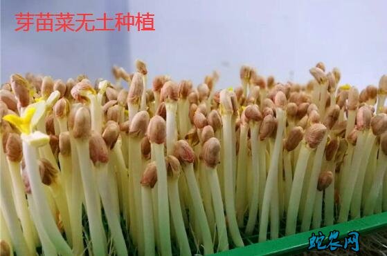 芽苗菜无土种植