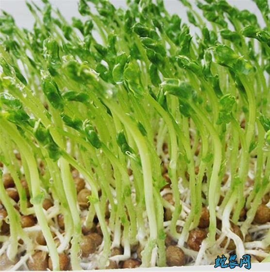 芽苗菜无土种植