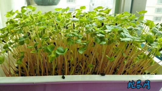 芽苗菜无土种植