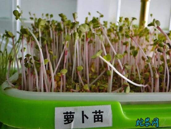 芽苗菜无土种植