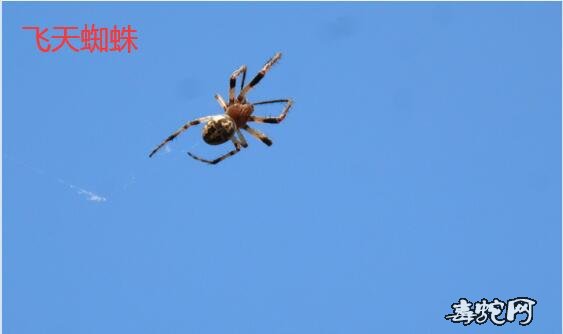 飞天蜘蛛草药的功效、世界上真的有飞天蜘蛛吗？