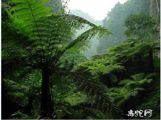 飞天蜘蛛草药的功效、世界上真的有飞天蜘蛛吗？