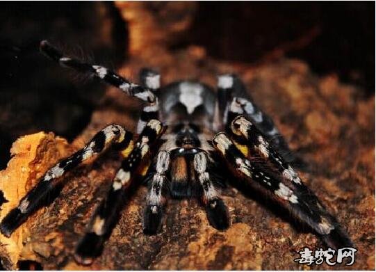 宠物蜘蛛批发、宠物蜘蛛批发市场价格行情?
