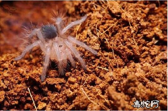 宠物蜘蛛批发、宠物蜘蛛批发市场价格行情?