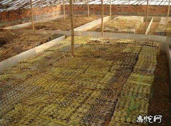 蝎子养殖场、哪里有蝎子养殖场?