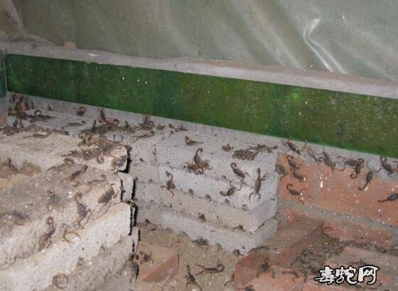 蝎子养殖场、哪里有蝎子养殖场?