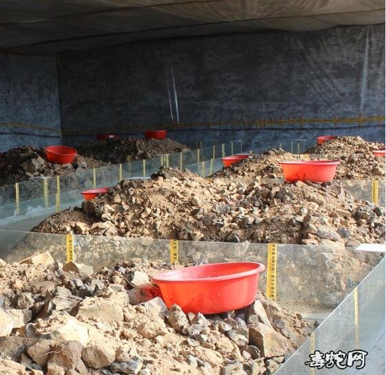 蝎子养殖场、哪里有蝎子养殖场?