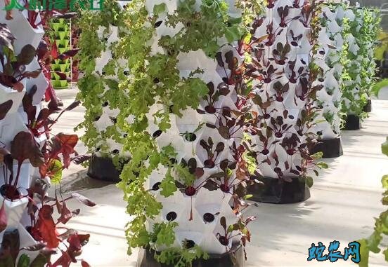 水培蔬菜种植设备有哪些?设备价格需要多少钱?