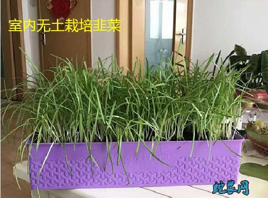 室内无土栽培、家庭室内种植蔬菜方法！