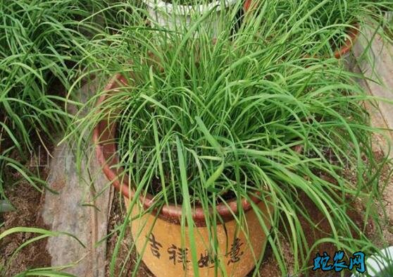 室内无土栽培、家庭室内种植蔬菜方法!