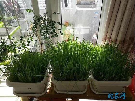 室内无土栽培、家庭室内种植蔬菜方法！