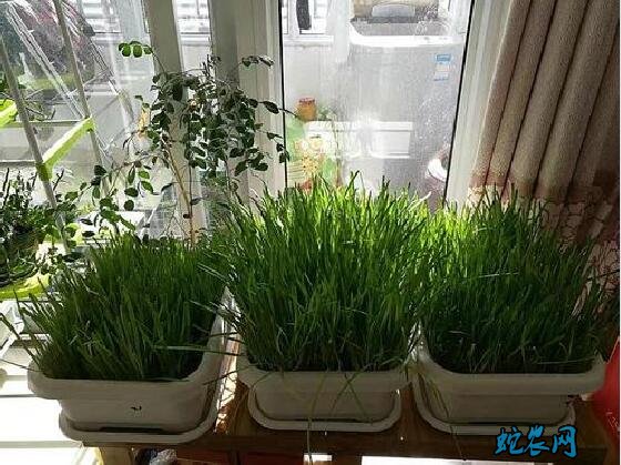 室内无土栽培、家庭室内种植蔬菜方法!
