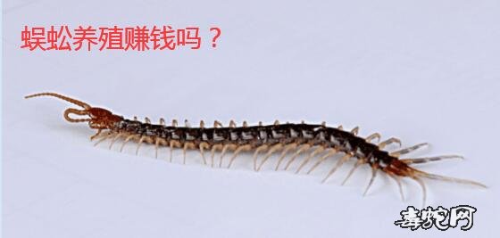 2020年蜈蚣养殖还赚钱吗?蜈蚣的养殖前景怎么样?