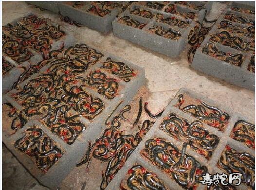 2020年蜈蚣养殖还赚钱吗?蜈蚣的养殖前景怎么样?
