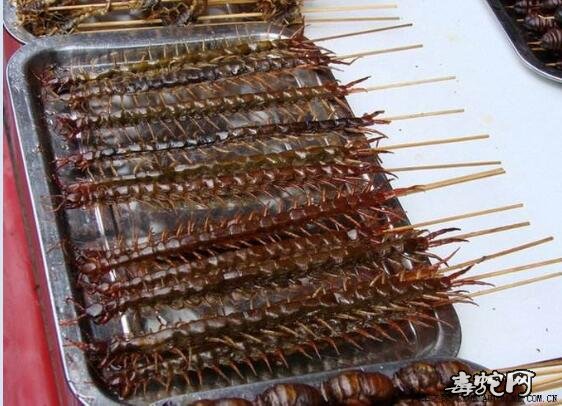 2020年蜈蚣养殖还赚钱吗?蜈蚣的养殖前景怎么样?