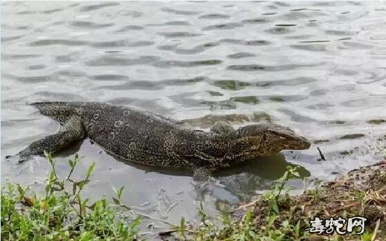 泰国水巨蜥