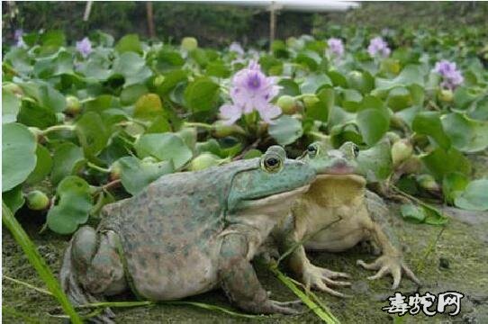 2020年牛蛙养殖还赚钱吗?牛蛙养殖前景怎么样?