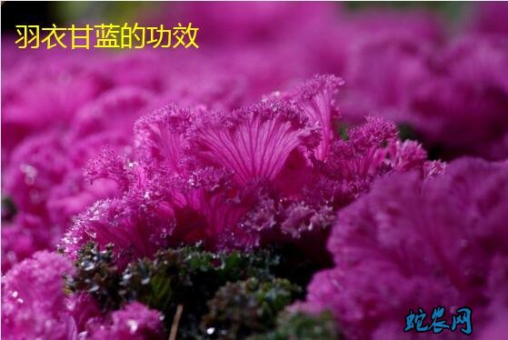 羽衣甘蓝怎么吃最好?都有什么功效与作用?