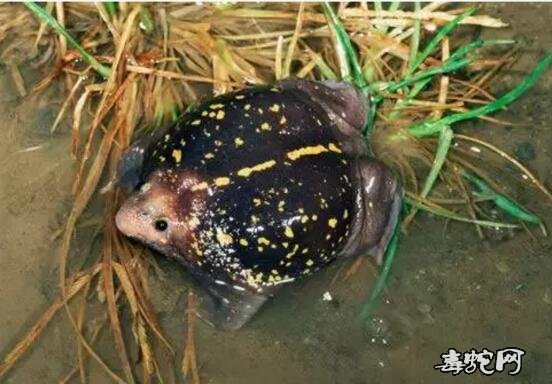 哥斯达黎加的热带雨林神秘生物