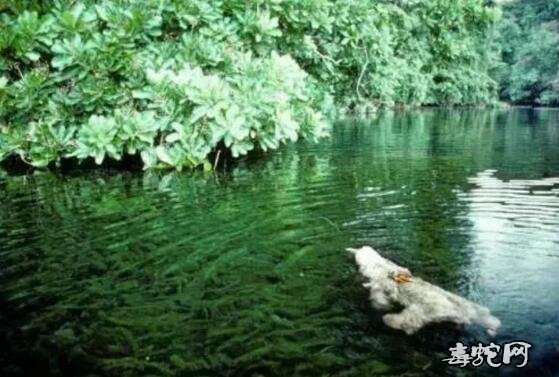 哥斯达黎加的热带雨林神秘生物