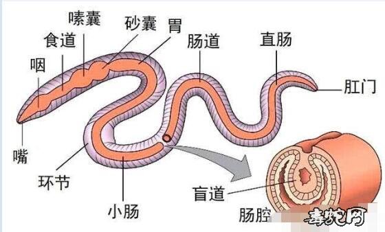 壁虎的尾巴、壁虎的尾巴为什么断了还能长出来?
