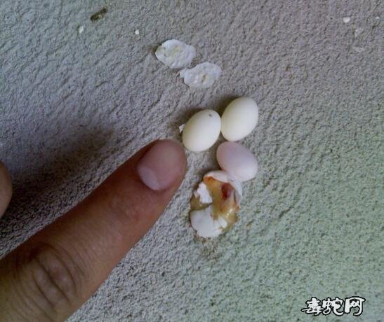 壁虎的繁殖方式?壁虎是胎生的还是卵生的?