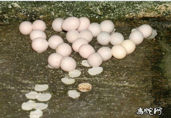 壁虎的繁殖方式?壁虎是胎生的还是卵生的?