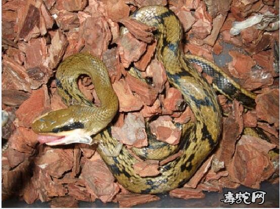 国产宠物蛇、适合饲养的国产宠物蛇品种有哪些?