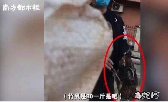 广州市场：有人偷卖竹鼠、蛇等野生动物被查封！