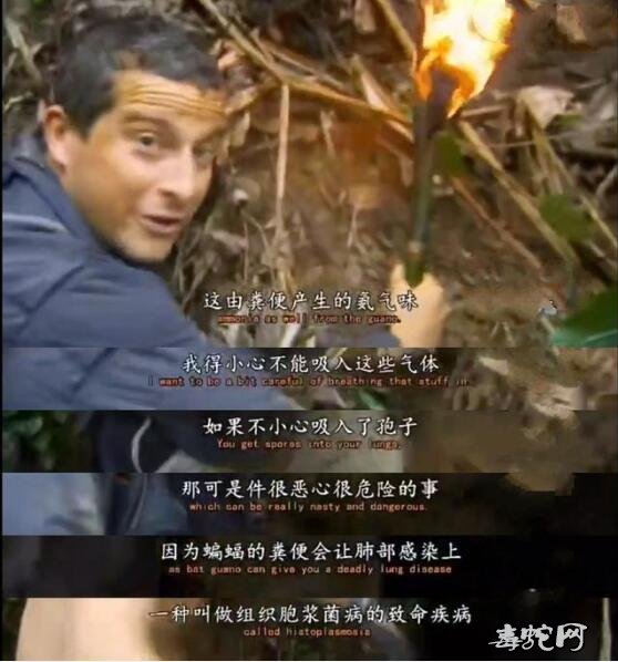 野外求生贝爷告诫过观众蝙蝠危险!粪便孢子会导致肺部致命!