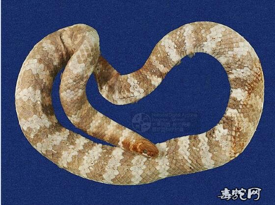 蛇标本图片大全：饭岛氏海蛇标本图片