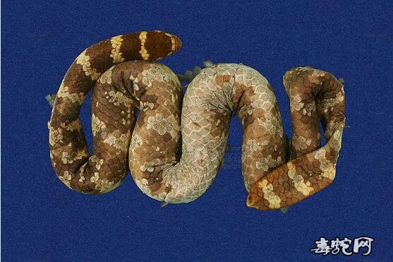 蛇标本图片大全：饭岛氏海蛇标本图片