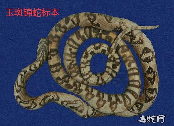 蛇标本图片大全:高砂蛇/玉斑锦蛇标本图片