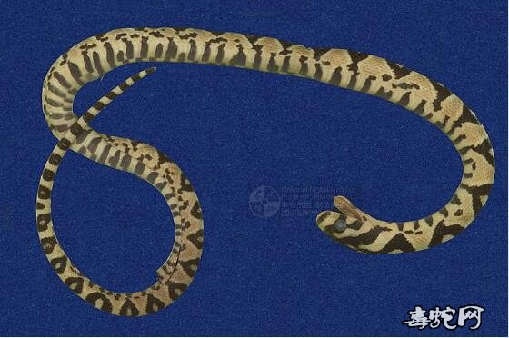 蛇标本图片大全：高砂蛇/玉斑锦蛇标本图片